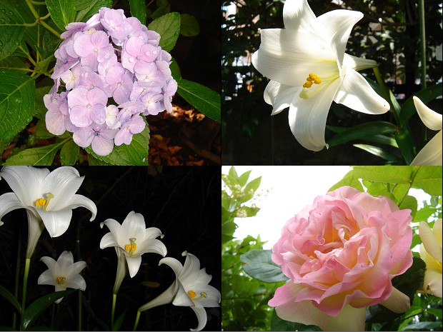 花1